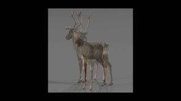 Deer 3D model | Animals Mammal 3D model | max, 3ds, obj, c4d, lwo