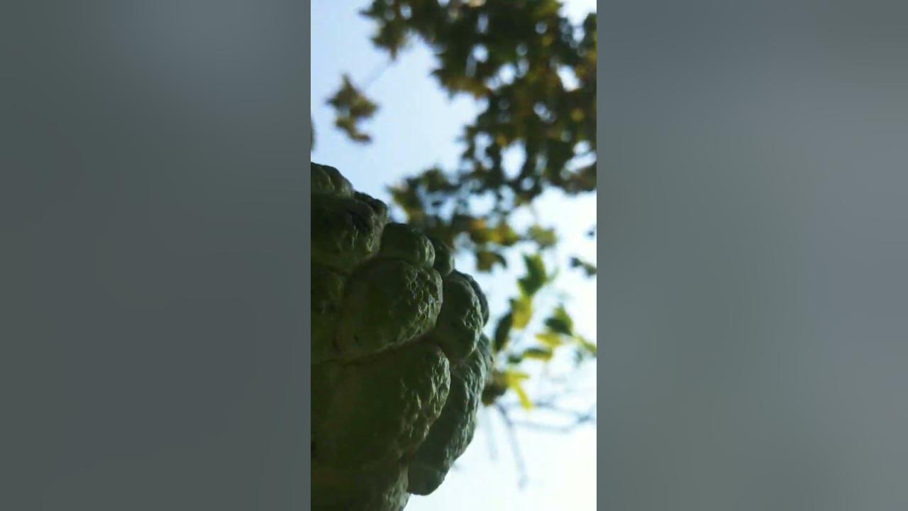 custard-apple-how-to-grow-custard-apple-from-seed-youtube