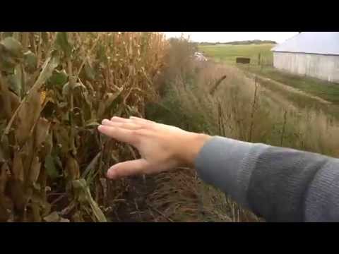 STEMbite: Genetically Modified Corn