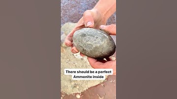 Person finds a Jurassic Cephalopod fossil on the Yorkshire Coast!