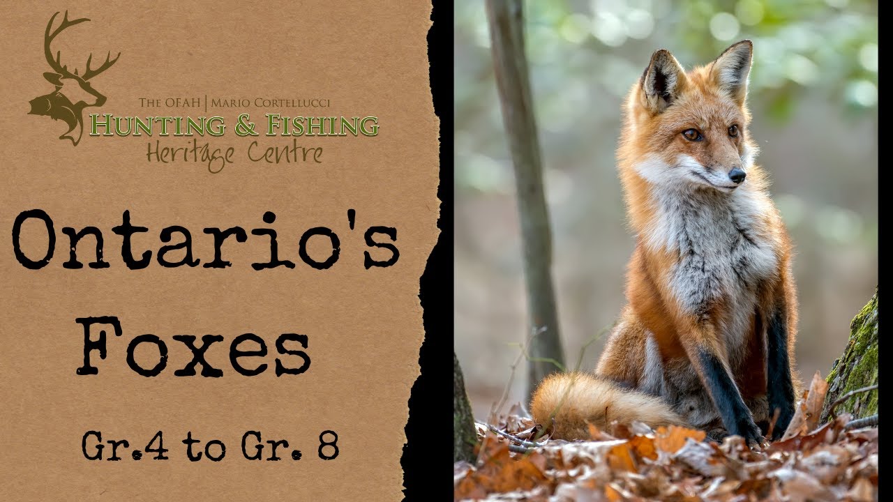 Ontario 's Foxes Gr.4 to Gr.8