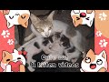 The cat - Cat video - Kitten video - Cute cat videos - Pet cat - Cat - Kitten