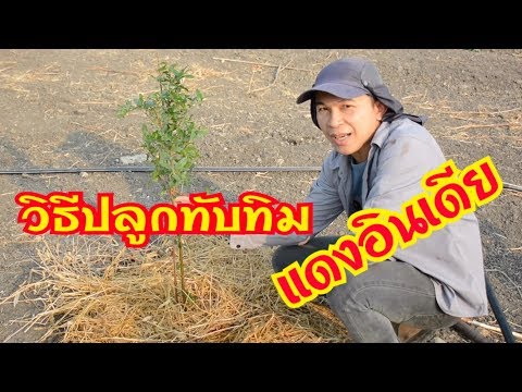 ทับทิมอินเดีย | วิธีปลูกทับทิมอินเดีย