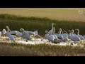 Pelican lake! If you watch on TV, click here for the horizontal version.
