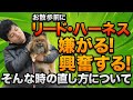 お散歩の時にリード・ハーネス・首輪を付けようとすると嫌がる！興奮する！そんな時の直し方について