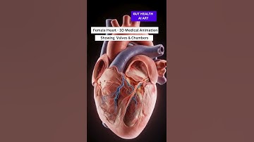 Inside a Healthy Female Heart in 3D!
