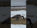 No-nonsense Canada goose keeps watch part forty seven. #shorts