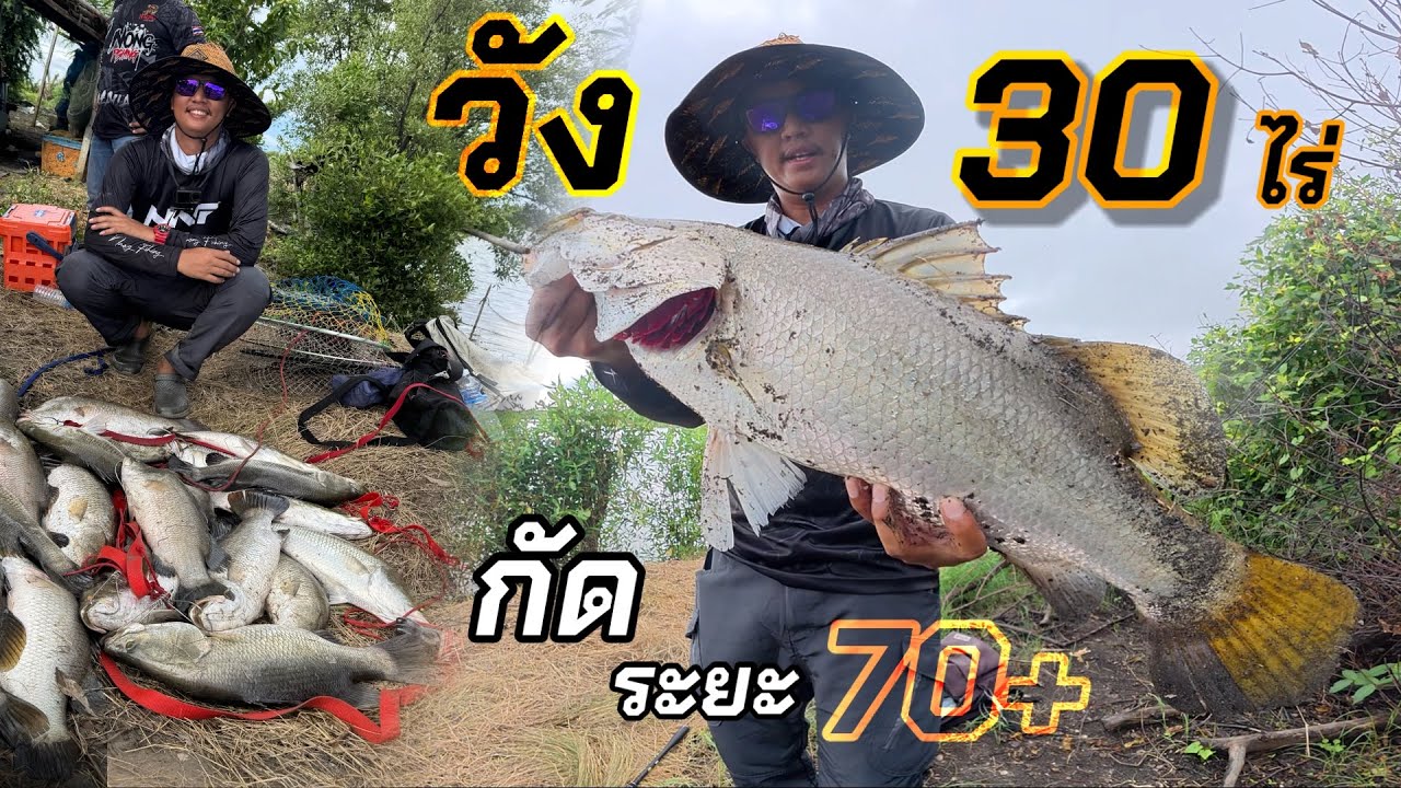 กะพงวัง 30 ไร่ สู้กันที่ระยะ 70+ เมตร โคตรมันส์‼️