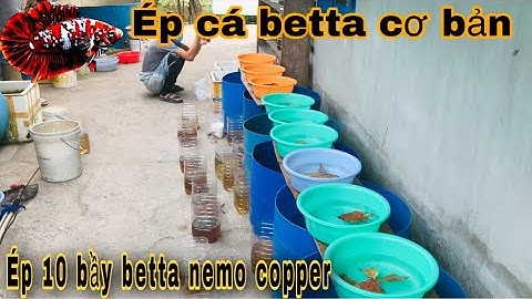 Chia sẽ ép 10 bầy cá betta tuyển chọn đơn giản nhất-Thái Salem vê lốc(phần1)