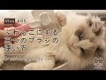 警戒しない？ラグドールのふわふわブラッシング｜もふ猫の暮らし【vlog #05】