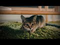 【女性向け】寂しがり屋な彼女によしよしする音声【バイノーラル】