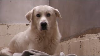Madison County Animal Shelter captures long time stray dog
