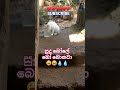 ගෙදර ඇතුලෙ තියෙන වතුර වගේ නෙවෙයි , 😫 එලියෙ තියෙන වතුරවල වෙන ම රහක් තියෙනවා 😁🤣 #cat #love #funny