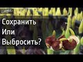 ЧТО ДЕЛАТЬ С ЛУКОВИЦАМИ ТЮЛЬПАНОВ ПОСЛЕ ВЫГОНКИ ?