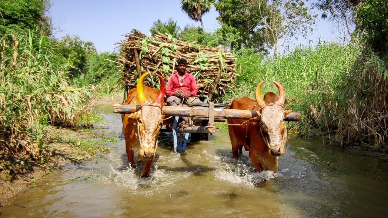 Bullock Gadi stream water ride & fully load sugarcane | bullock cart stuck in mud ride