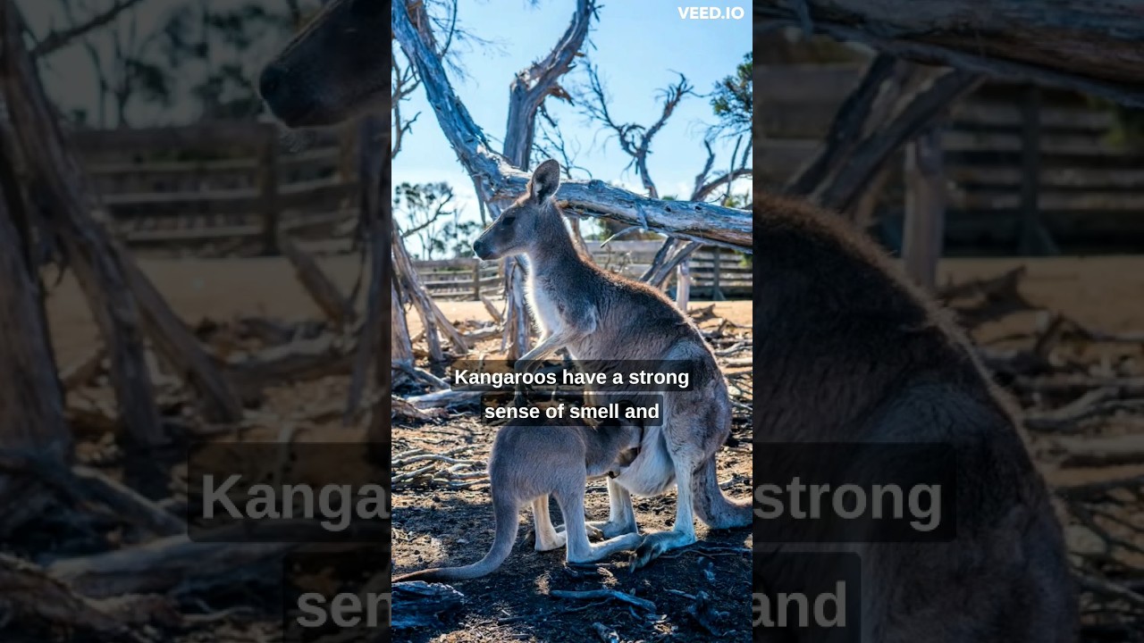 "Kangaroo Facts: Learning More About these Fascinating Creatures"