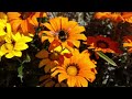 Flowers and a Bumblebee. Music from Vangelis - Memory Of Antarctica