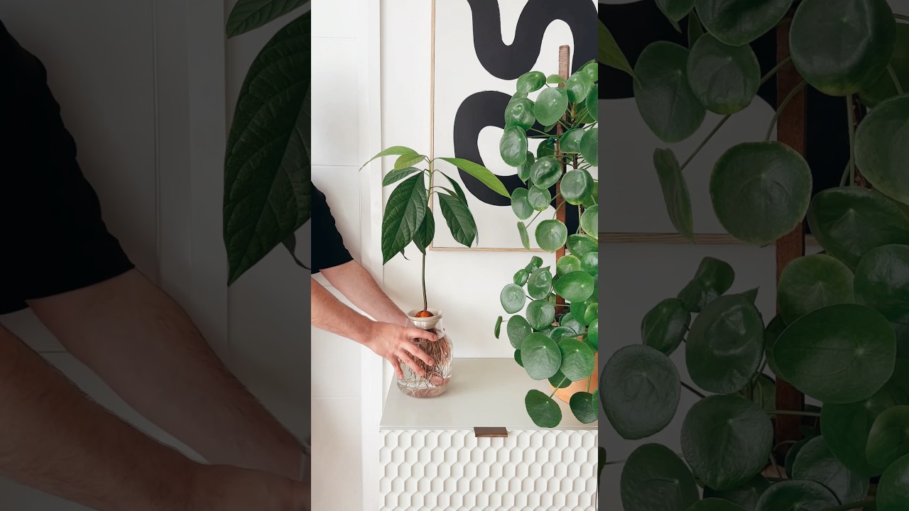 change my avocado’s water with me 🥹🥑 