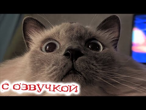 Приколы с котами! Смешные животные С ОЗВУЧКОЙ! 8 МИНУТ СМЕХА!