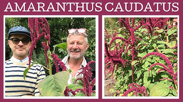 How to grow Amaranthus caudatus, or Love Lies Bleeding. A fabulous flowering edible annual.