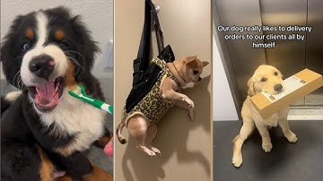FUNNIEST Dogs Ever | Funny Dog Videos #24