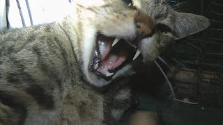 My Exotic Wild Lynx 'Puma' The Desert Lynx by lynxhybrid 2,053 views 6 years ago 4 minutes, 28 seconds
