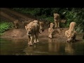 Lion Day Special | Asiatic Lion In | Gir Forest | Well done | Tat Sceondary