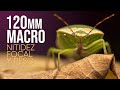 🐞 FOTOGRAFIA MACRO CON TELEOBJETIVO 🔭 AstrHori 120mm 2.8 MARO 2X | fotografiando insectos