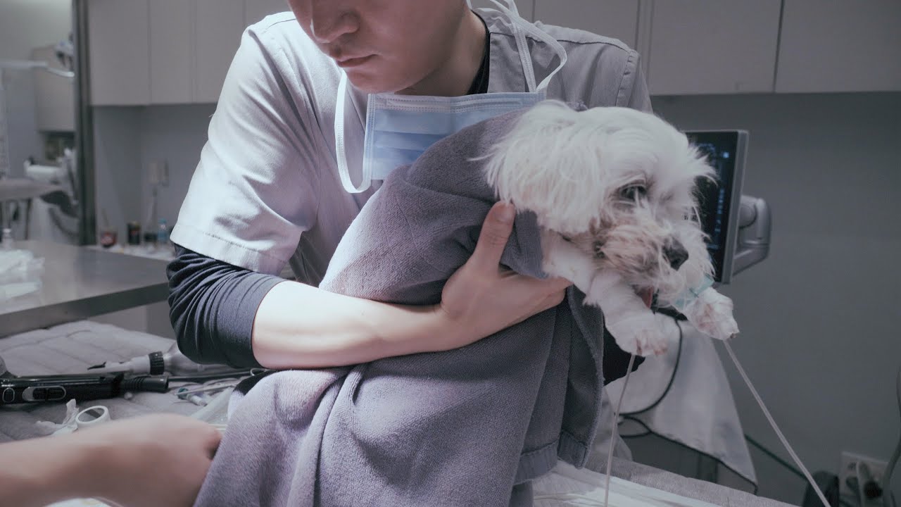 [Операция на сердечном клапане, впервые раскрытая] Хаку подняли, а затем вернули – Часть 1