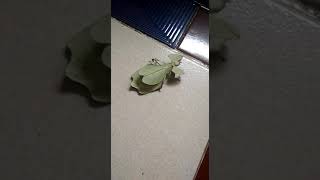 Kuasa Allah... Daun Salam Jdi Binatang