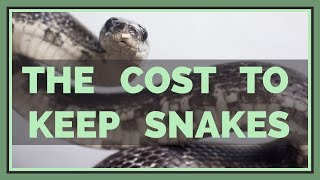 How Much Does it Cost to Keep a Pet Snake?