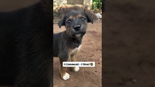 10shares=a chance to a meal of dog food,DONATE PLEASE