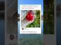 This Guy Created a Pepper So Evil He Needed Welding Gloves to Hold It 🌶️
