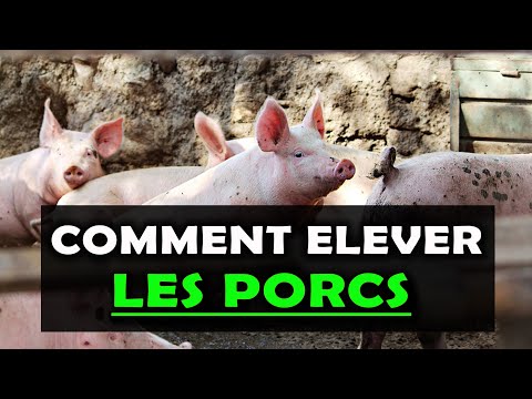 Vidéo: 5 mythes courants sur l'élevage de porcs