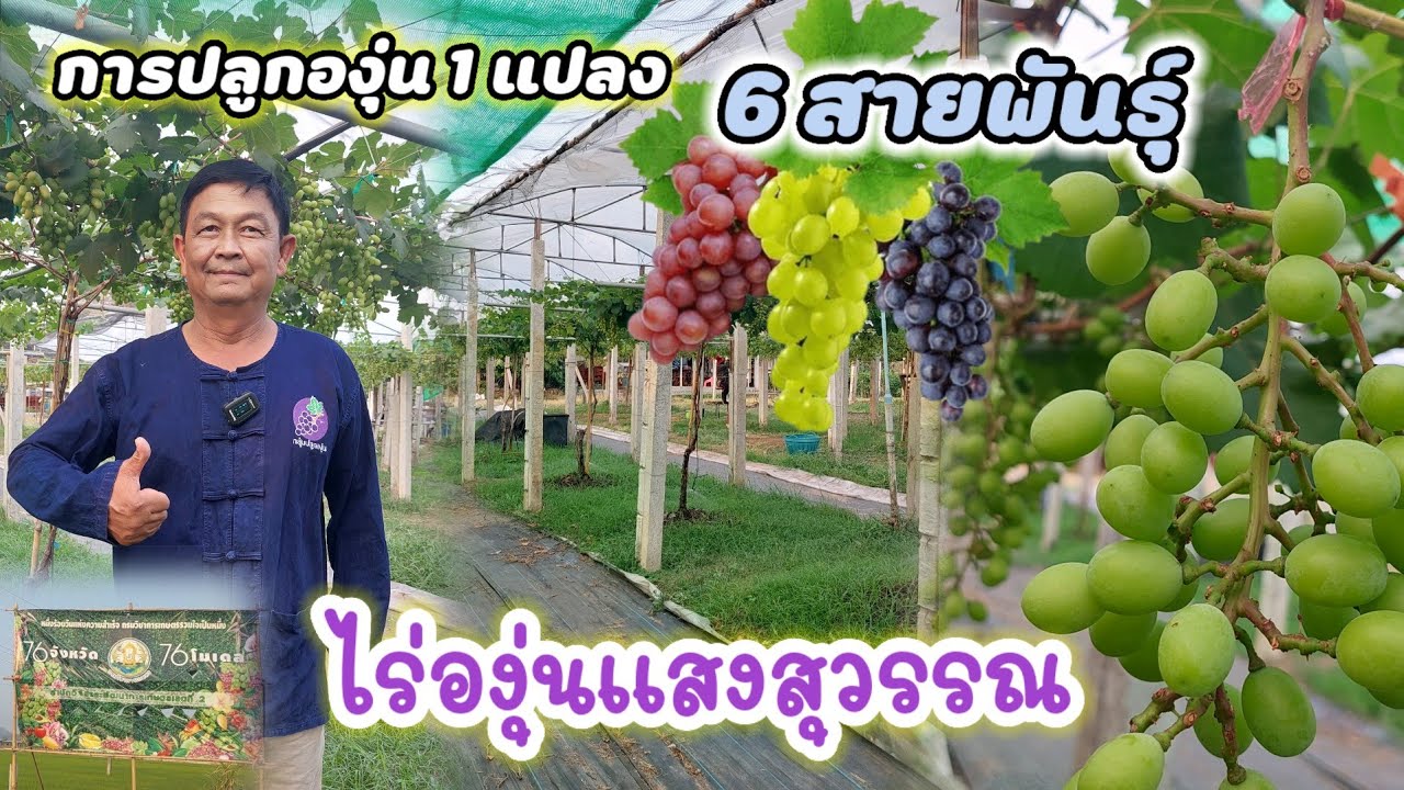 การปลูกองุ่น 6 สายพันธุ์ ในแปลงเดียวกัน กับไร่องุ่นแสงสุวรรณ  ทำยังไงให้สำเร็จ ต้องลองดู