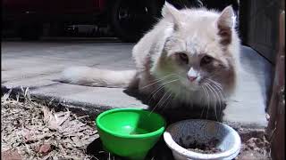 Ring "critter cam" captured old cat and squirrel (1080p60 video quality)