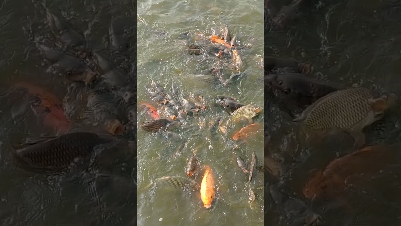 Fish Dance in Taudaha Lake!   