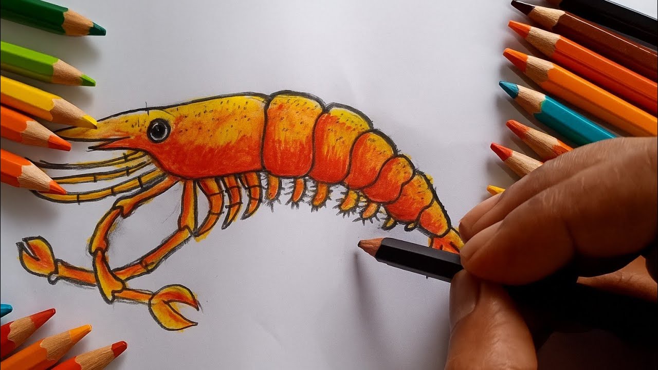 চিংড়ি বাড়ীর কাজ |Easy chingri Drawing |Shrimp | chingri drawing | Simple shrimp drawing