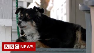 Dog inherits $5 million from deceased owner - BBC News screenshot 3