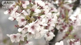 桜とチューリップが共演　新潟・信濃川畔やすらぎ堤(15/04/16)