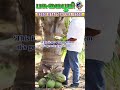 தென்னைக்கு இது பிரச்சனை இல்லையா❗🤔Isn't this a problem for coconut trees❗ #organicagriculture