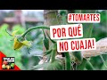 POR QUE SE SECAN LAS FLORES DEL TOMATE? - TOMARTES EP. 16