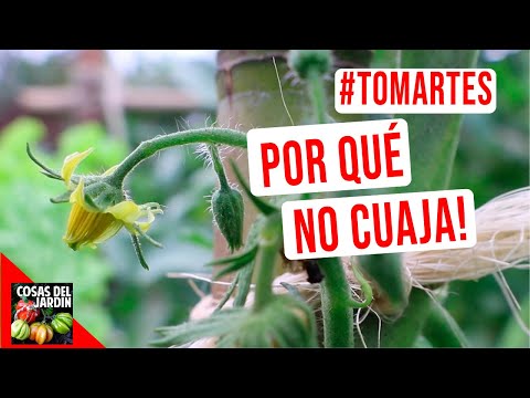 Video: Qué causa los tomates inusuales: explicación de las deformidades del fruto del tomate