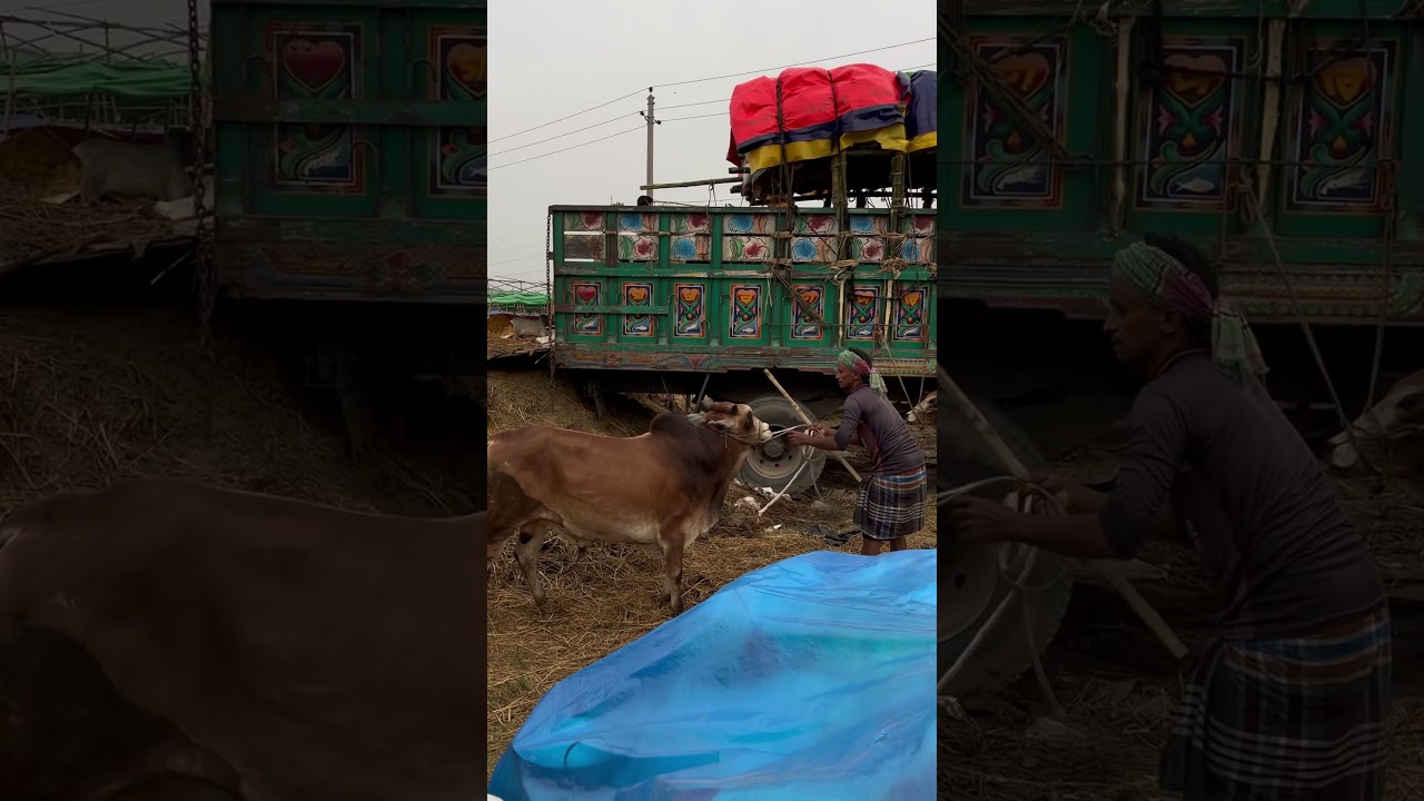 দিয়াবাড়ি গরুর হাটে