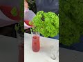 Hidroponia desde cero: cómo cultivar alimentos sin tierra, ahorrar en comida
