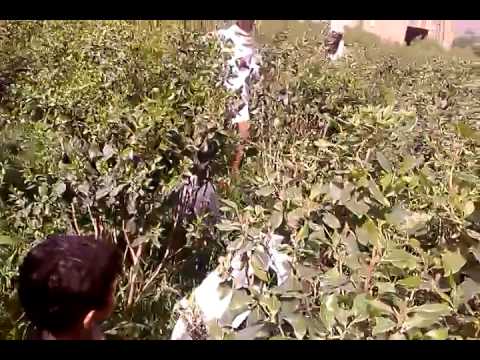 مناظر من اليمن حجه جياح