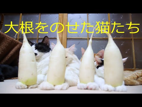 大根を乗せた4匹のねこ　3本の大根を乗せたねこ　大根を乗せたうずまき 211219