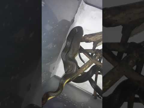 Liasis fuscus feeding part 2