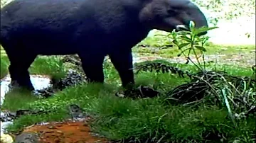 Mountain Tapirs (Tapirus pinchaque) at natural salt lick