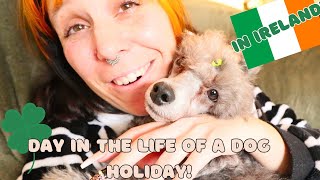 Day in the life of a dog holiday in Ireland WINTER! by Cece Canino My Life With Dogs 67 views 5 months ago 6 minutes, 54 seconds